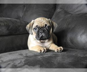 Medium Pug