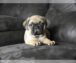 Puppy 2 Pug