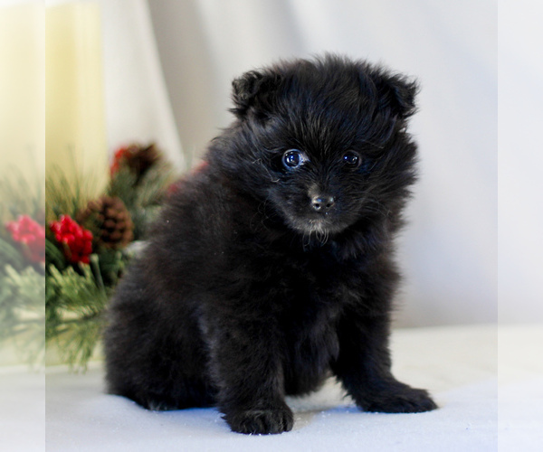 Medium Photo #4 Pomeranian Puppy For Sale in MANHEIM, PA, USA