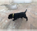 Small #7 Labrador Retriever