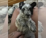 Small Photo #2 Australian Cattle Dog-Cavapoo Mix Puppy For Sale in AKELEY, MN, USA