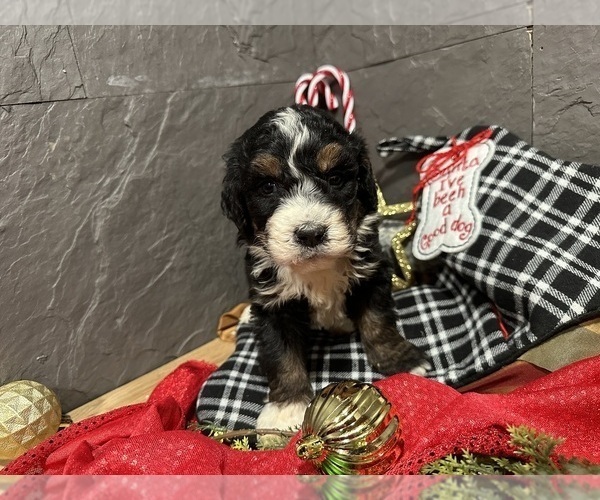 Medium Photo #4 Bernedoodle Puppy For Sale in ATHENS, WI, USA