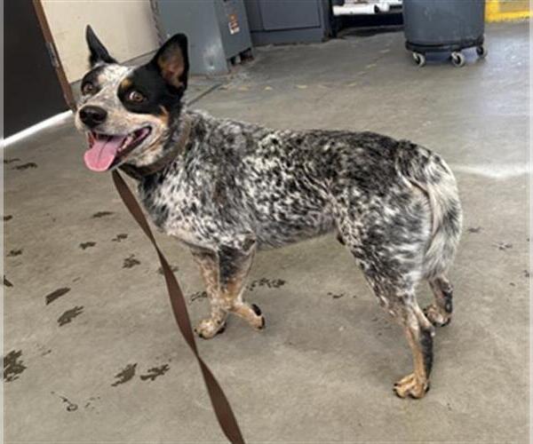 Medium Photo #1 Mutt Puppy For Sale in Camarillo, CA, USA