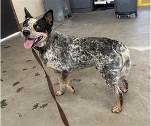 Mutt Dogs for adoption in Camarillo, CA, USA