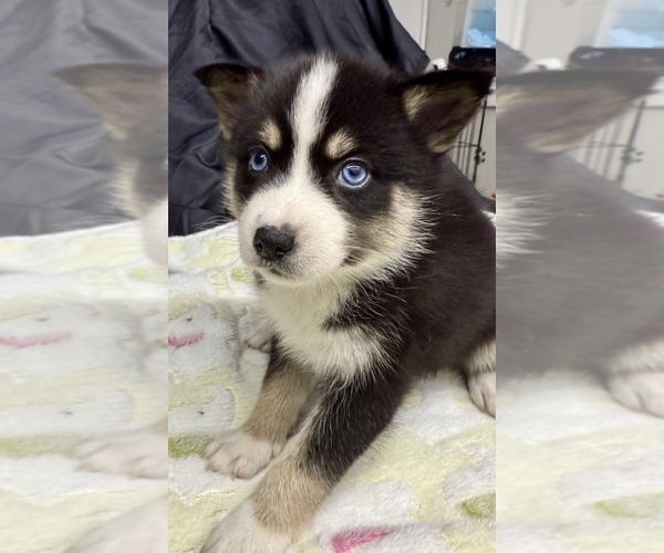 Medium Photo #2 Pomsky-Shiba Inu Mix Puppy For Sale in NASHUA, NH, USA