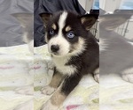 Small #1 Pomsky-Shiba Inu Mix