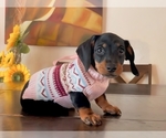 Puppy Puppy 5 Dachshund