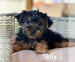 Small #11 Yorkshire Terrier