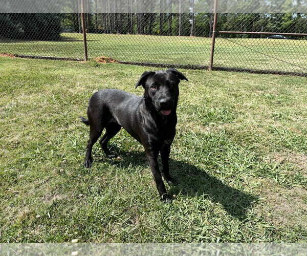 Medium Photo #1 Mutt Puppy For Sale in Grovetown, GA, USA