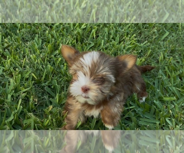 Medium Photo #9 Yorkshire Terrier Puppy For Sale in SCHERTZ, TX, USA