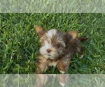 Small #8 Yorkshire Terrier