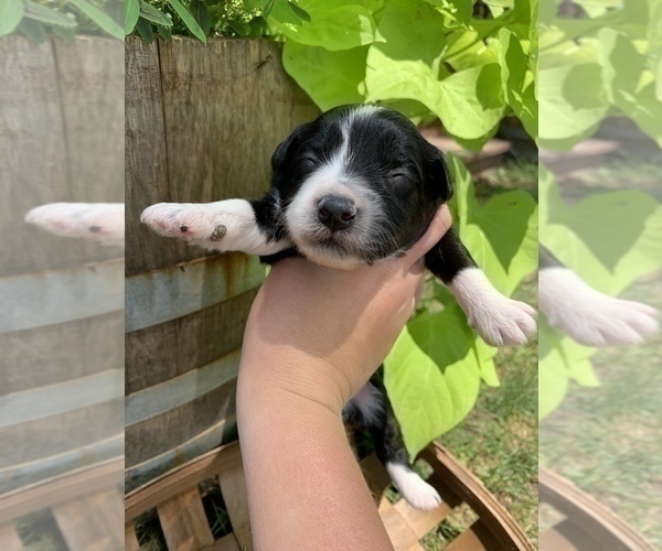Medium Photo #6 Aussiedoodle Miniature  Puppy For Sale in UNIONVILLE, IA, USA