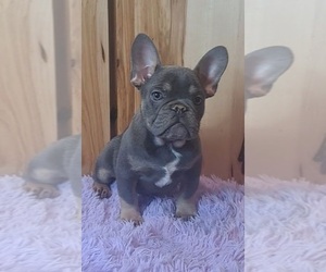 French Bulldog Puppy for sale in INDIANAPOLIS, IN, USA