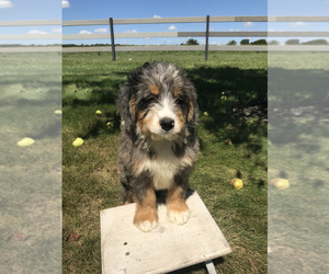 Bernedoodle (Miniature) Puppy for sale in GOSHEN, IN, USA