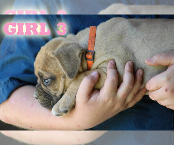 Medium Photo #17 American Bulldog Puppy For Sale in PARIS, TN, USA