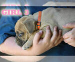 Small #16 American Bulldog