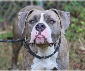 American Pit Bull Terrier-Unknown Mix Dogs for adoption in Anniston, AL, USA