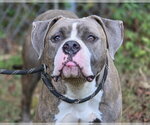 Small American Pit Bull Terrier Mix