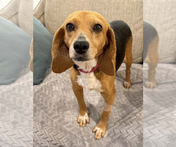 Medium Photo #3 Beagle Puppy For Sale in Greenville, SC, USA