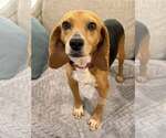 Small #2 Beagle
