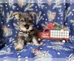 Small #1 Schnauzer (Miniature)