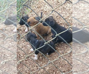 American Pit Bull Terrier Puppy for sale in CHERRYVILLE, NC, USA