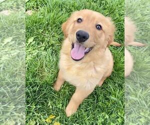 Golden Retriever Puppy for sale in RIGA, MI, USA