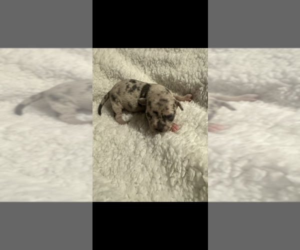 Medium Photo #2 Chihuahua Puppy For Sale in DALLAS, TX, USA