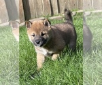 Small Photo #13 Shiba Inu Puppy For Sale in SNOHOMISH, WA, USA