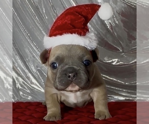 Medium Photo #5 French Bulldog Puppy For Sale in WEXFORD, PA, USA