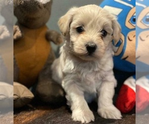 Maltipoo Puppy for sale in CHARLESTON, WV, USA