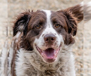Border Collie-Unknown Mix Dogs for adoption in Hilton Head, SC, USA