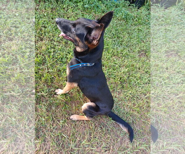 Medium Photo #3 German Shepherd Dog-Unknown Mix Puppy For Sale in Miami, FL, USA