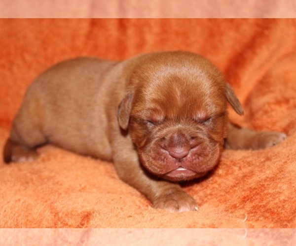 Medium Photo #3 Dogue de Bordeaux Puppy For Sale in ANDOVER, CT, USA