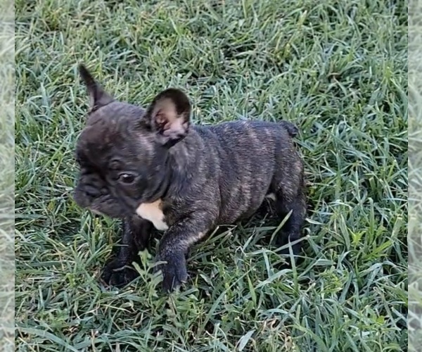 Medium Photo #1 French Bulldog Puppy For Sale in MIDVALE, UT, USA
