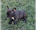 Small Photo #1 French Bulldog Puppy For Sale in MIDVALE, UT, USA