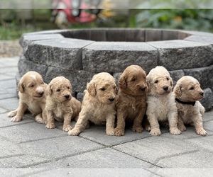 Goldendoodle Puppy for sale in MARYVILLE, MO, USA