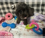 Puppy Pink Collar Corkie