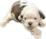 Puppy 1 Shih Tzu