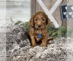 Small Photo #4 Goldendoodle Puppy For Sale in WOLCOTT, IN, USA