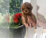 Small Photo #3 Poodle (Miniature) Puppy For Sale in INDIAN TRAIL, NC, USA