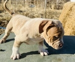 Small #2 American Bully
