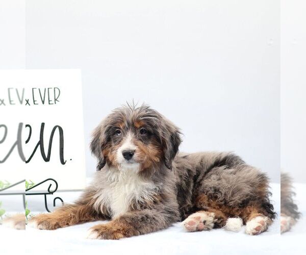 Medium Photo #3 Bernedoodle (Miniature) Puppy For Sale in LIVINGSTON, WI, USA