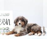 Small #2 Bernedoodle (Miniature)