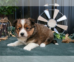 Small #2 Shel-Aussie