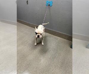 French Bulldog-Unknown Mix Dogs for adoption in Las Vegas, NV, USA