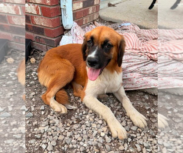 Medium Photo #4 Collie-Unknown Mix Puppy For Sale in Foristell, MO, USA