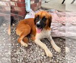 Small #3 Collie Mix