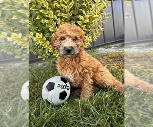 Mini Whoodle (Wheaten Terrier/Miniature Poodle) Puppy for sale in MIDDLEBURY, IN, USA