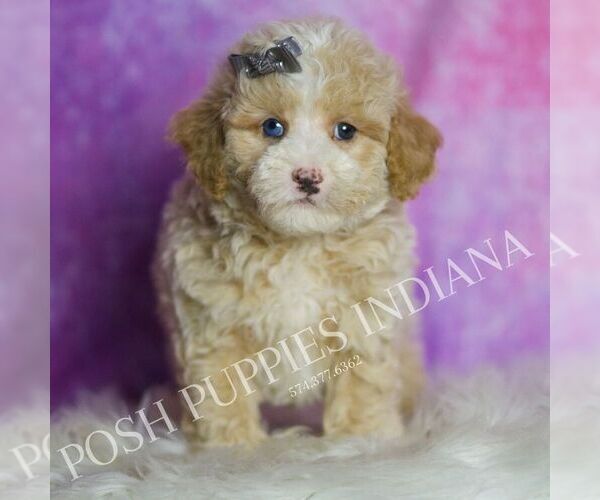 Medium Photo #119 Poodle (Toy) Puppy For Sale in WARSAW, IN, USA